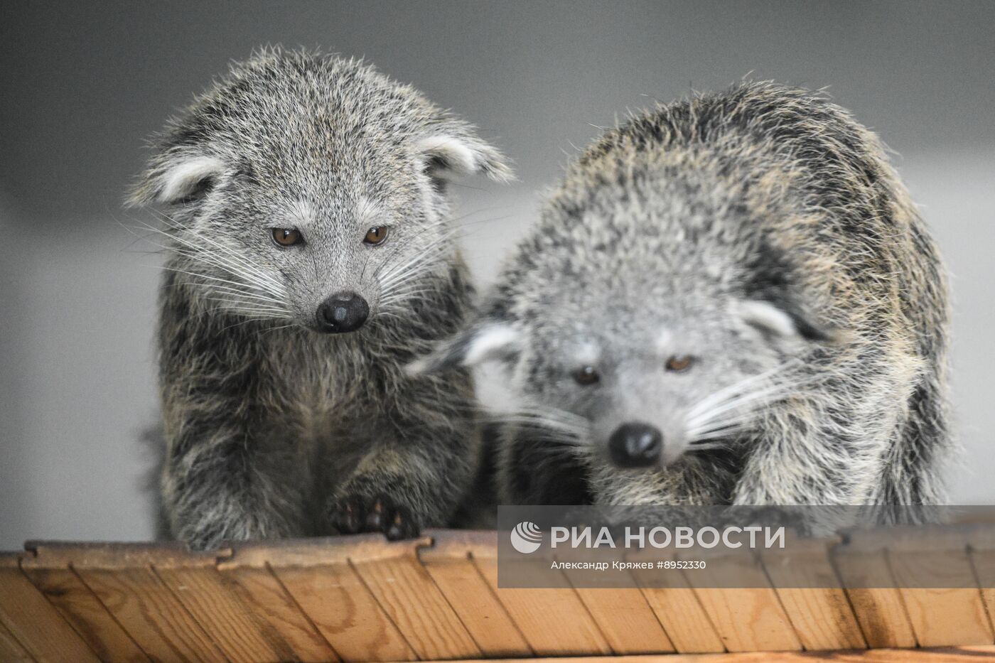 В Новосибирском зоопарке родились бинтуронги