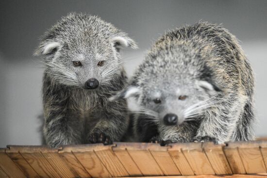 В Новосибирском зоопарке родились бинтуронги