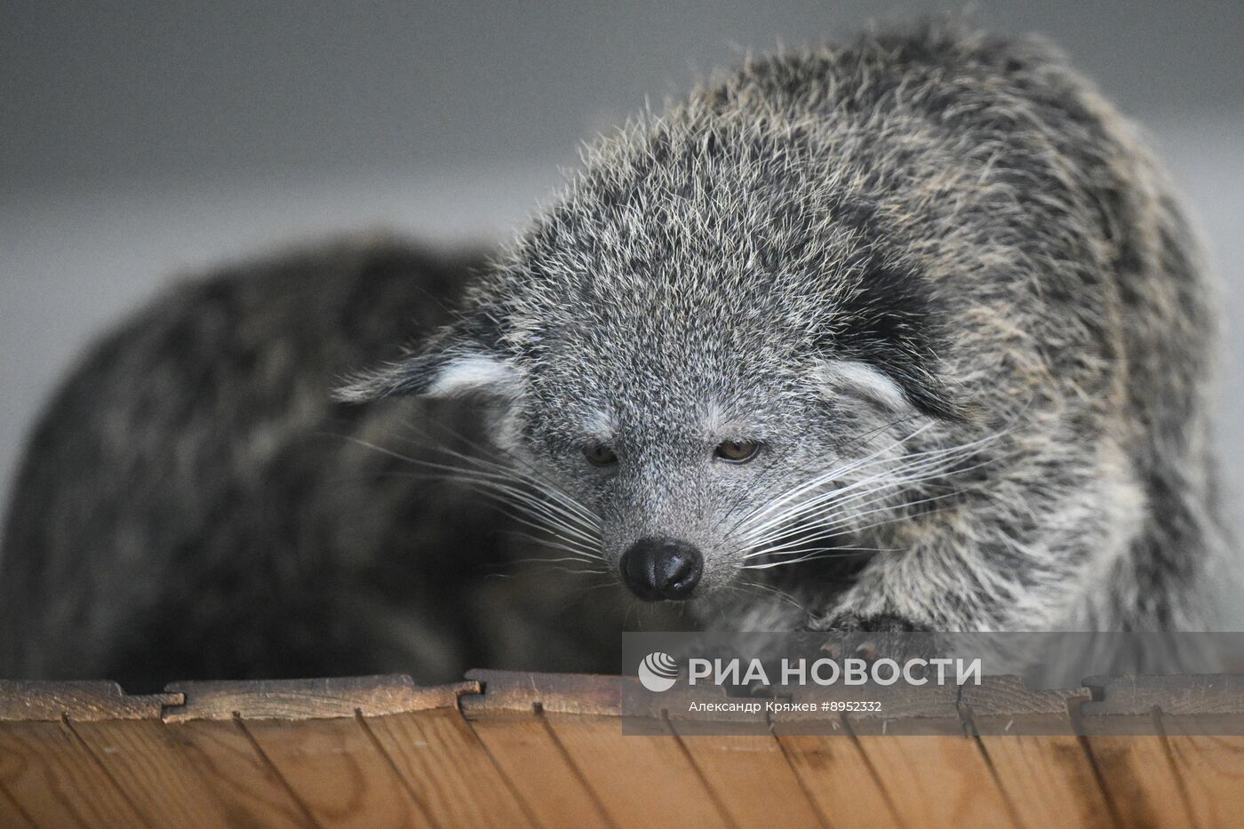 В Новосибирском зоопарке родились бинтуронги
