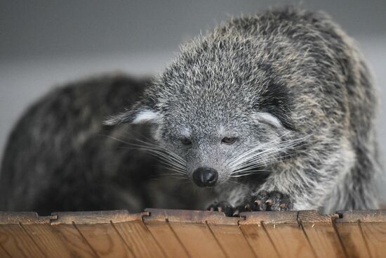 В Новосибирском зоопарке родились бинтуронги