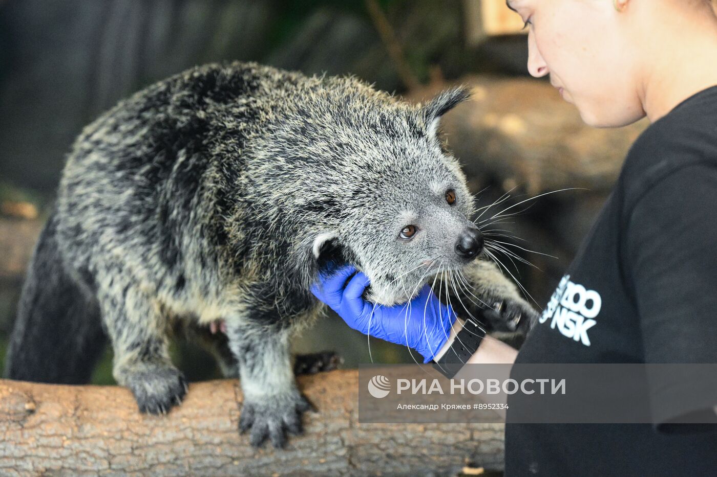 В Новосибирском зоопарке родились бинтуронги