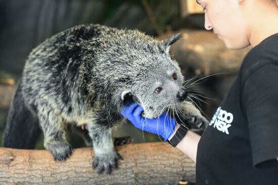 В Новосибирском зоопарке родились бинтуронги