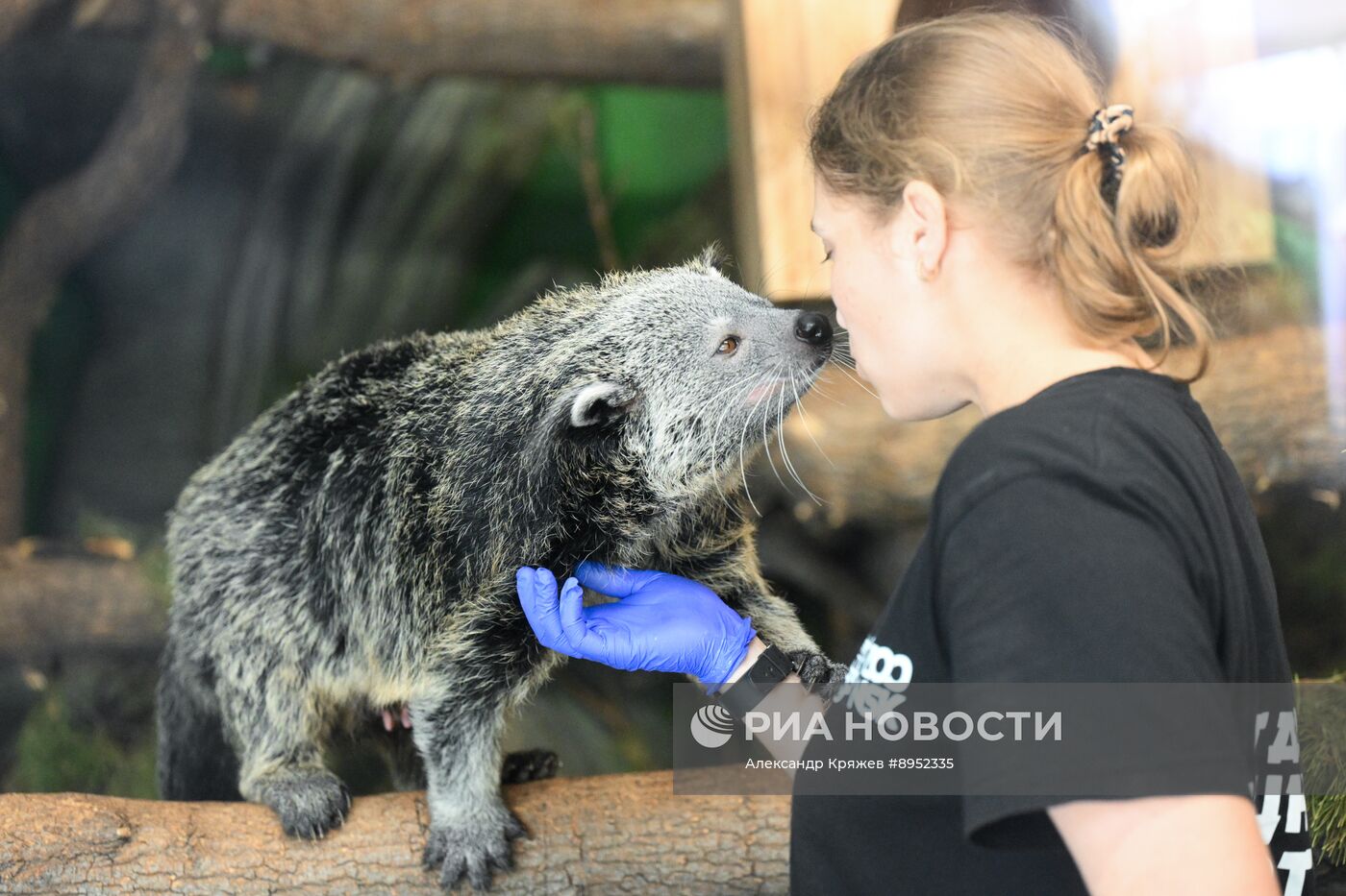 В Новосибирском зоопарке родились бинтуронги