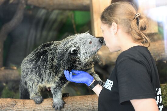 В Новосибирском зоопарке родились бинтуронги