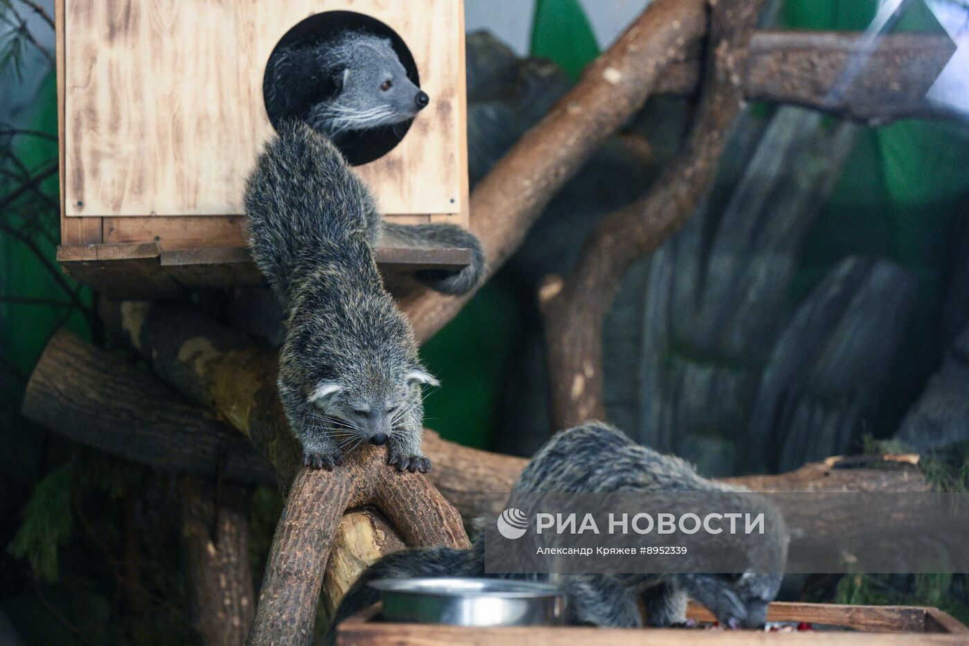 В Новосибирском зоопарке родились бинтуронги