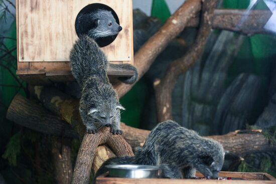 В Новосибирском зоопарке родились бинтуронги