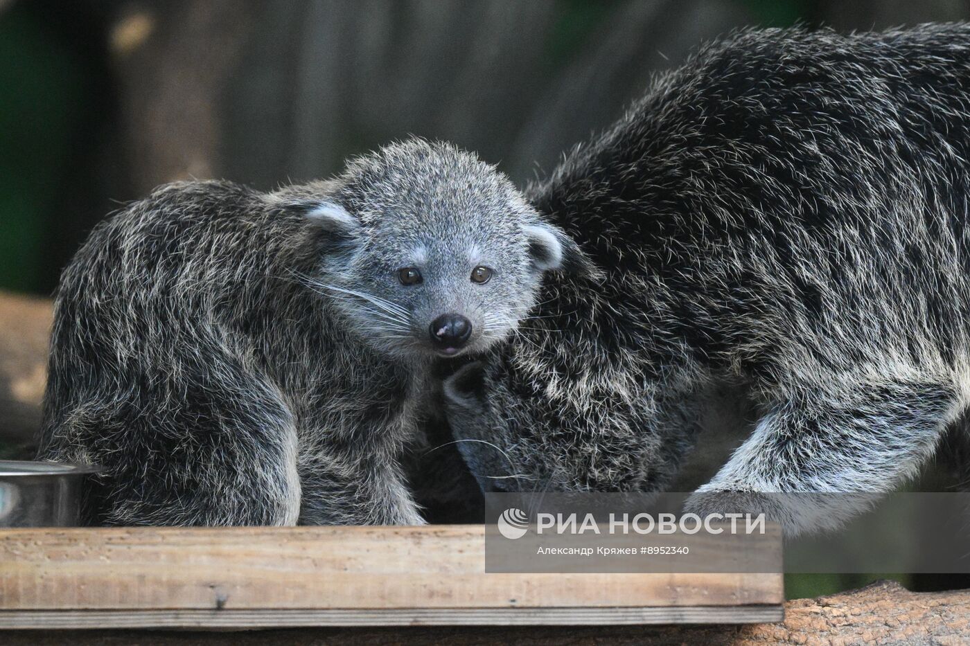 В Новосибирском зоопарке родились бинтуронги