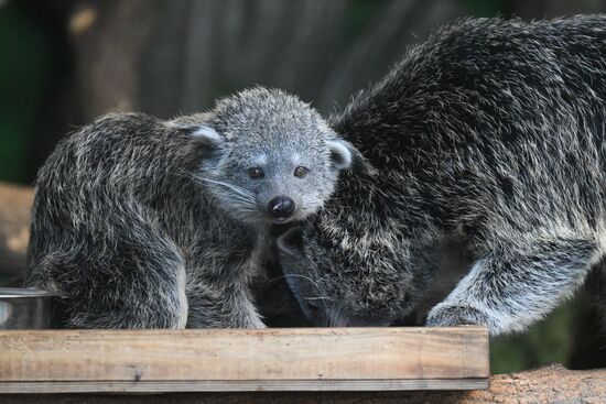 В Новосибирском зоопарке родились бинтуронги
