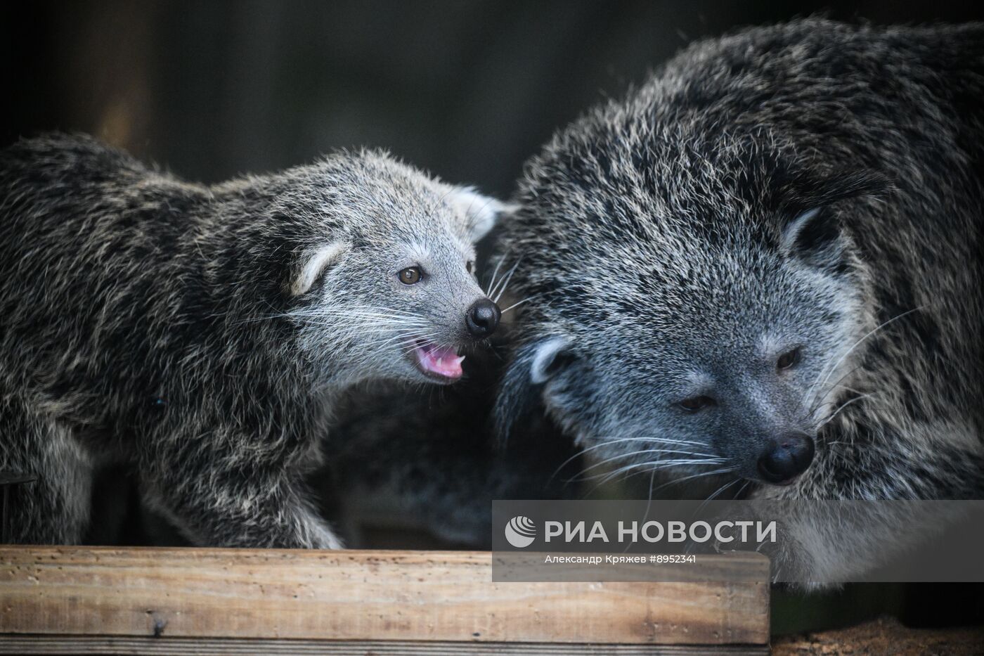 В Новосибирском зоопарке родились бинтуронги