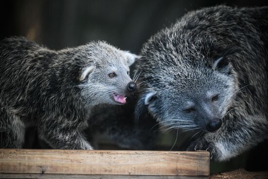 В Новосибирском зоопарке родились бинтуронги