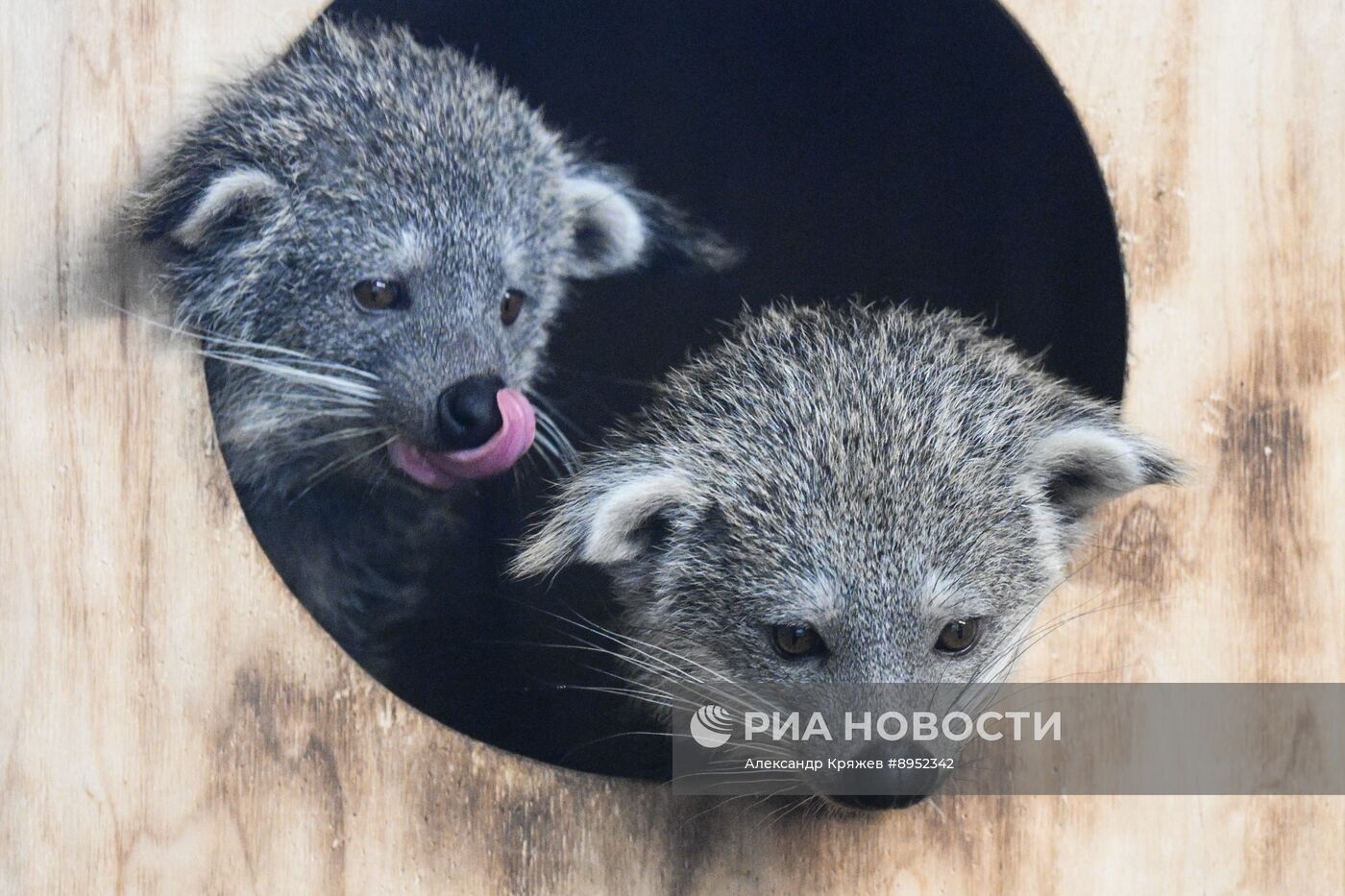 В Новосибирском зоопарке родились бинтуронги