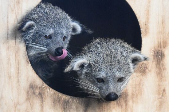 В Новосибирском зоопарке родились бинтуронги