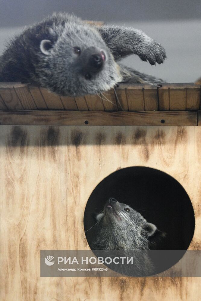 В Новосибирском зоопарке родились бинтуронги