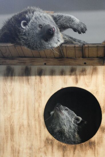 В Новосибирском зоопарке родились бинтуронги