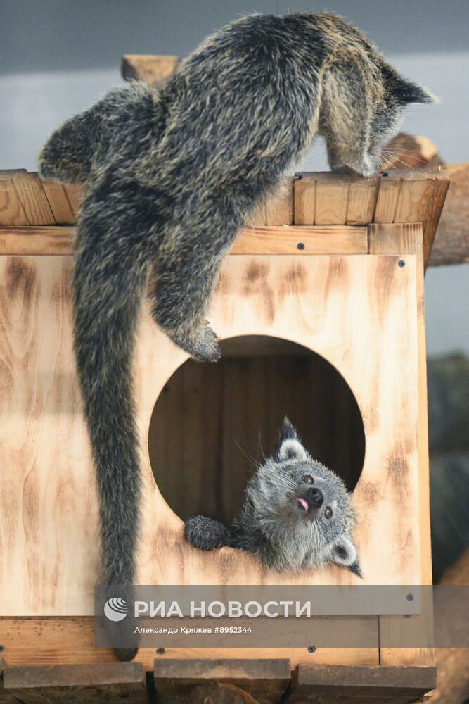В Новосибирском зоопарке родились бинтуронги
