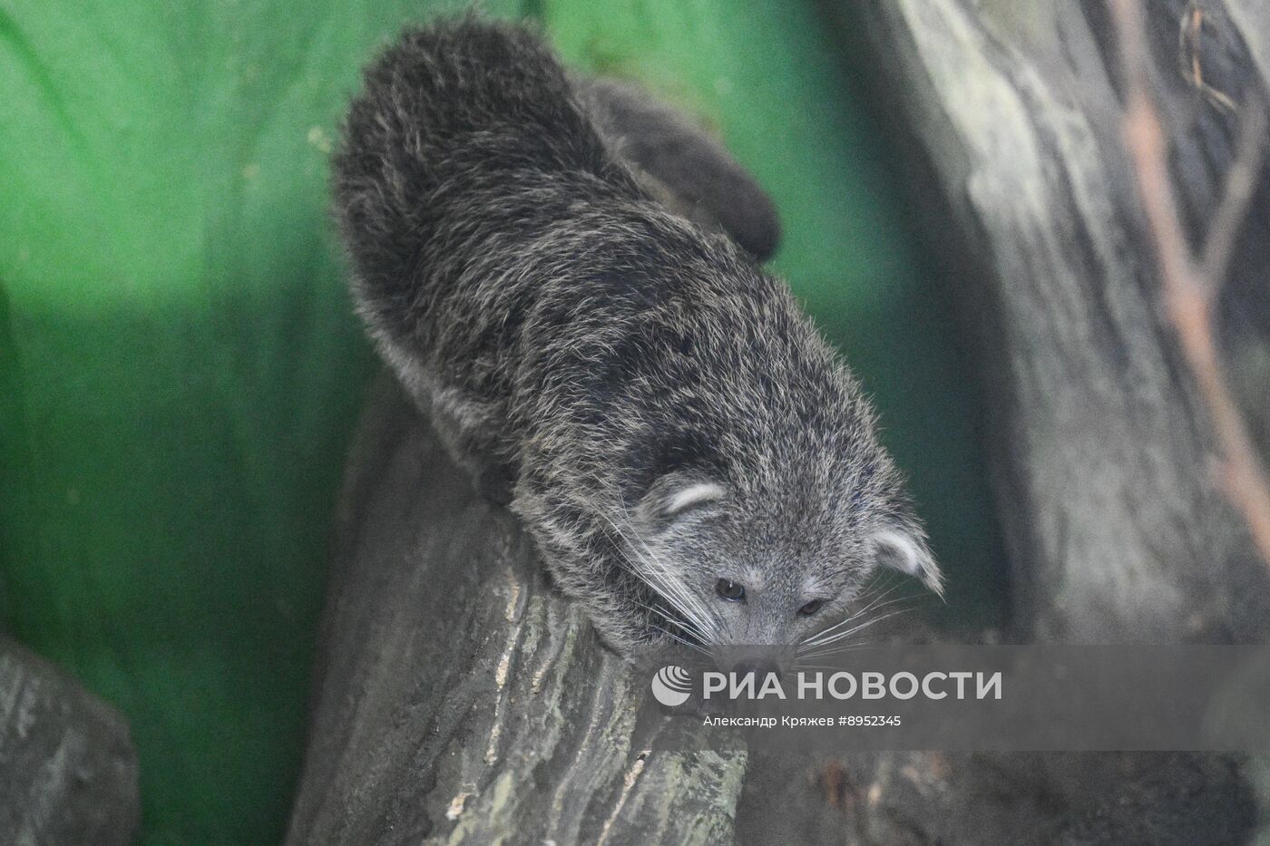 В Новосибирском зоопарке родились бинтуронги