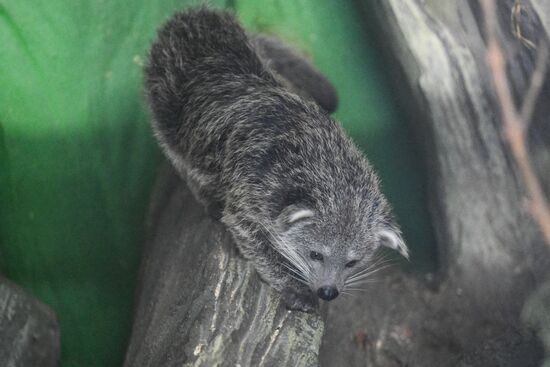 В Новосибирском зоопарке родились бинтуронги