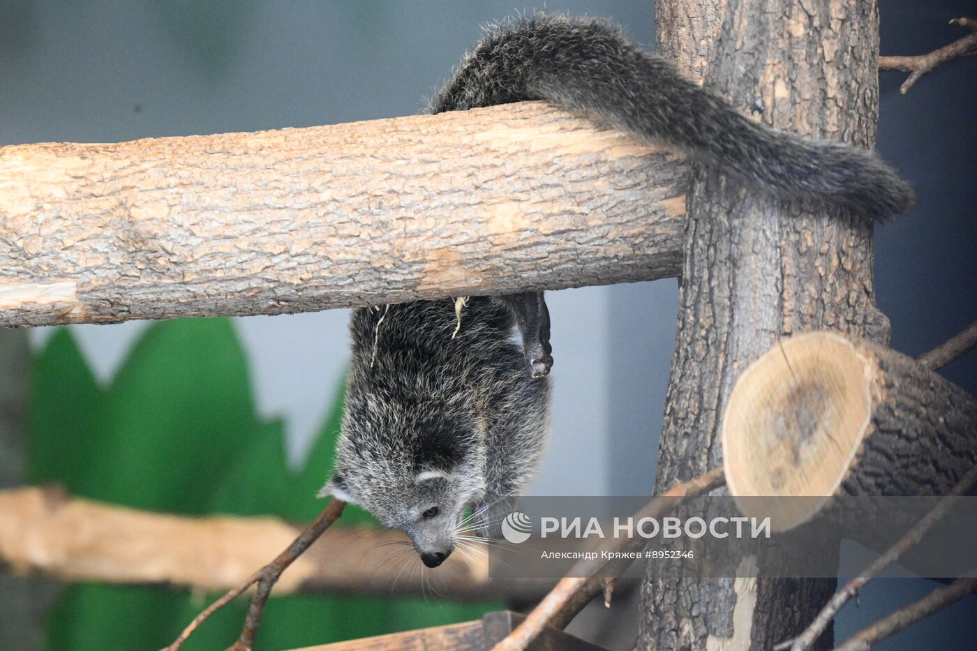В Новосибирском зоопарке родились бинтуронги