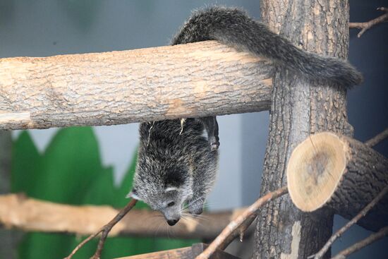 В Новосибирском зоопарке родились бинтуронги