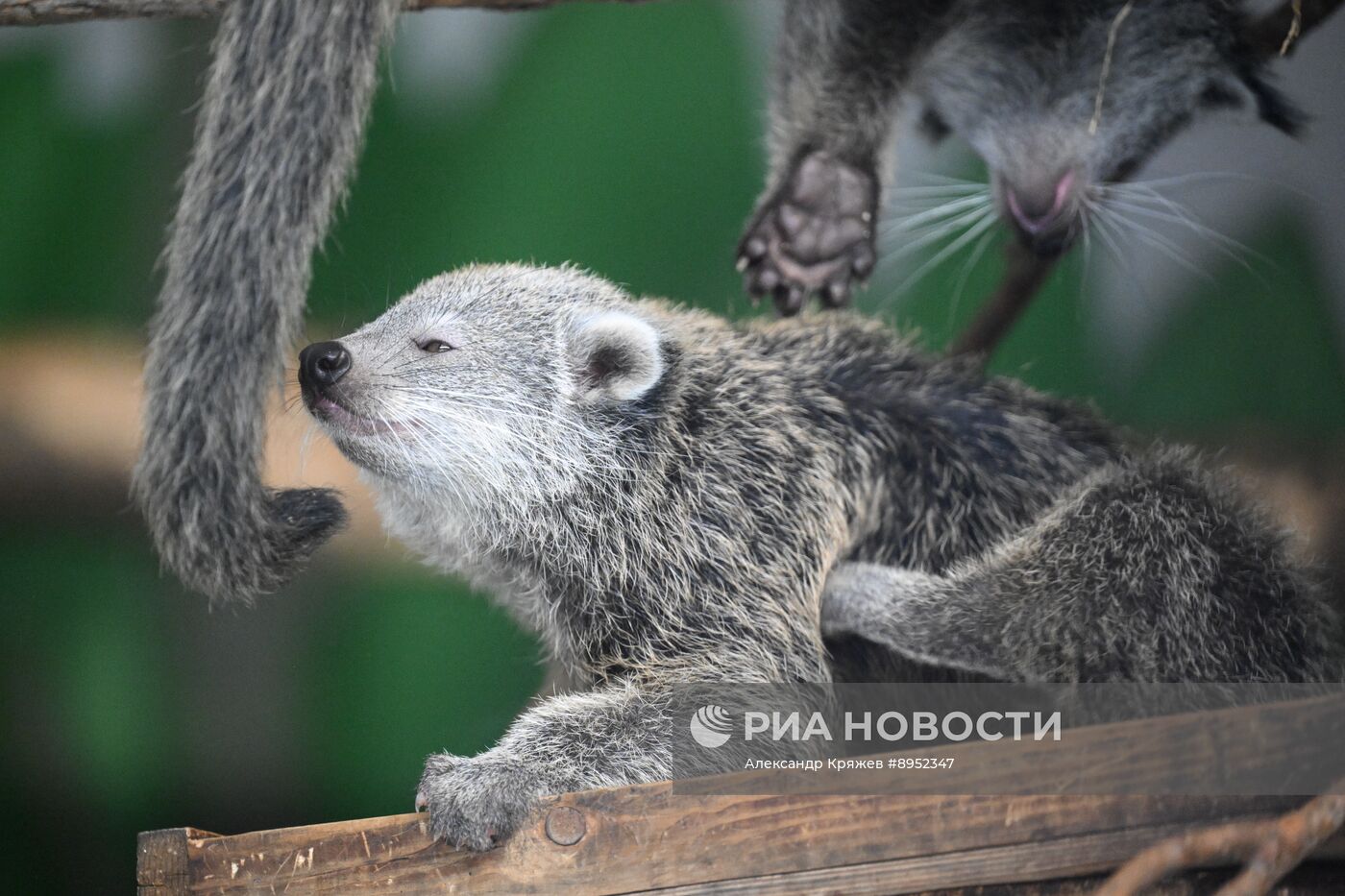 В Новосибирском зоопарке родились бинтуронги