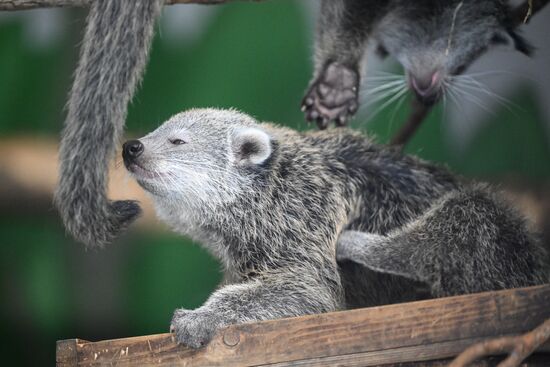В Новосибирском зоопарке родились бинтуронги