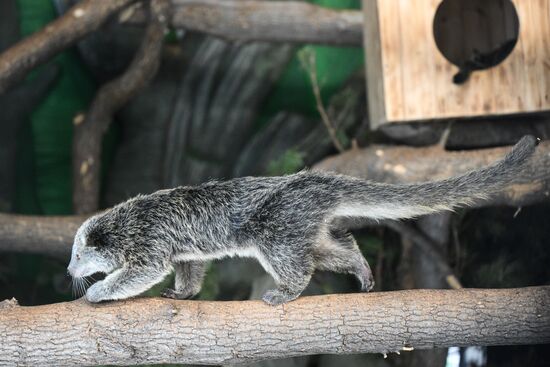 В Новосибирском зоопарке родились бинтуронги