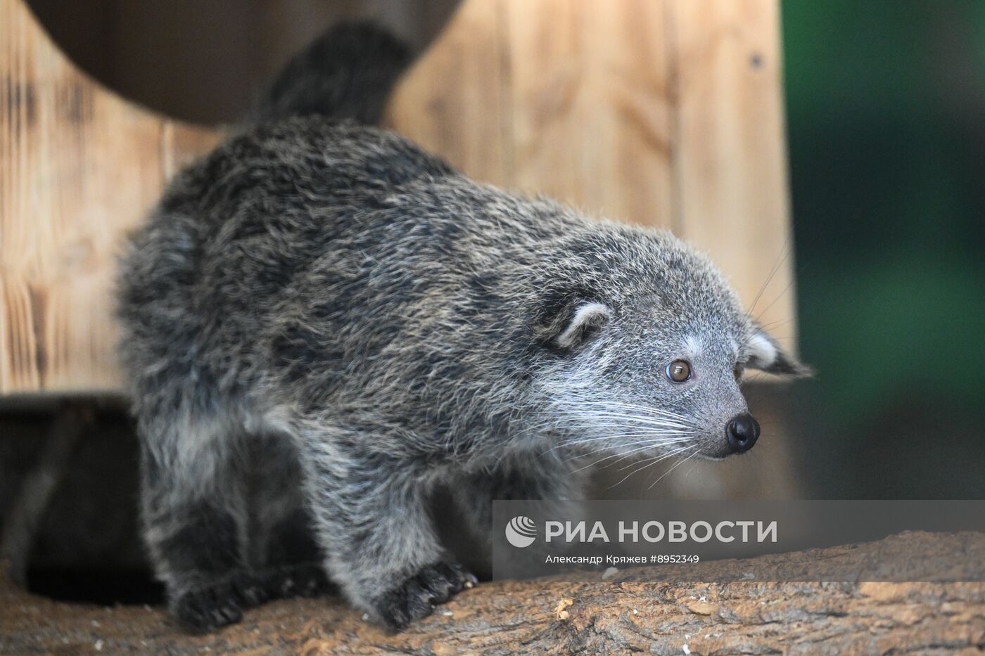 В Новосибирском зоопарке родились бинтуронги