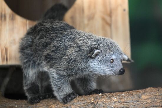 В Новосибирском зоопарке родились бинтуронги