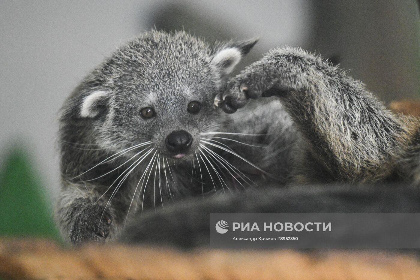 В Новосибирском зоопарке родились бинтуронги