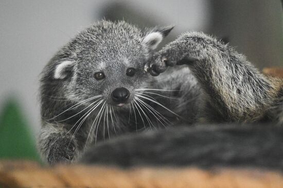 В Новосибирском зоопарке родились бинтуронги