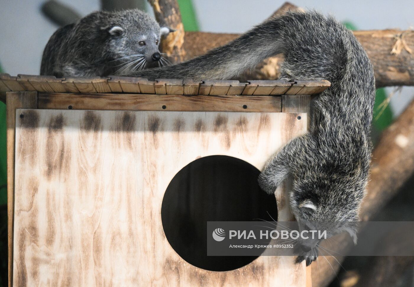 В Новосибирском зоопарке родились бинтуронги