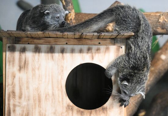 В Новосибирском зоопарке родились бинтуронги