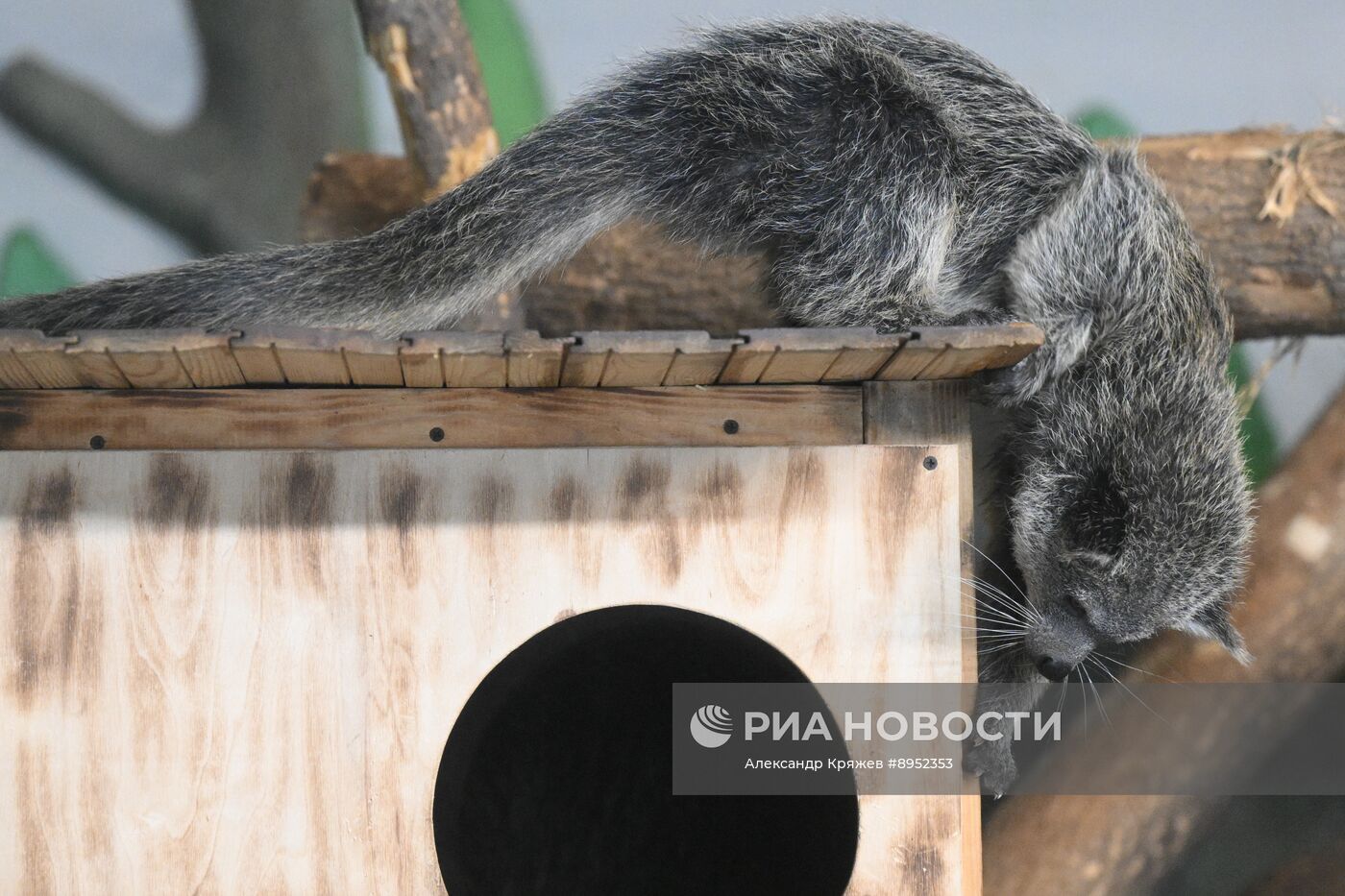 В Новосибирском зоопарке родились бинтуронги