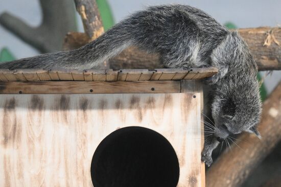 В Новосибирском зоопарке родились бинтуронги