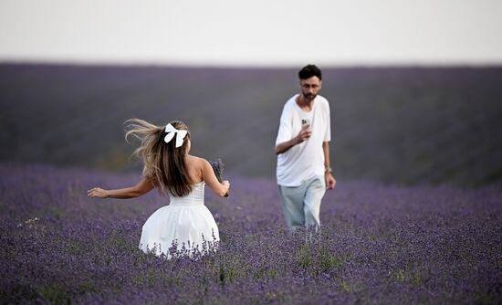 Лавандовые поля в Крыму