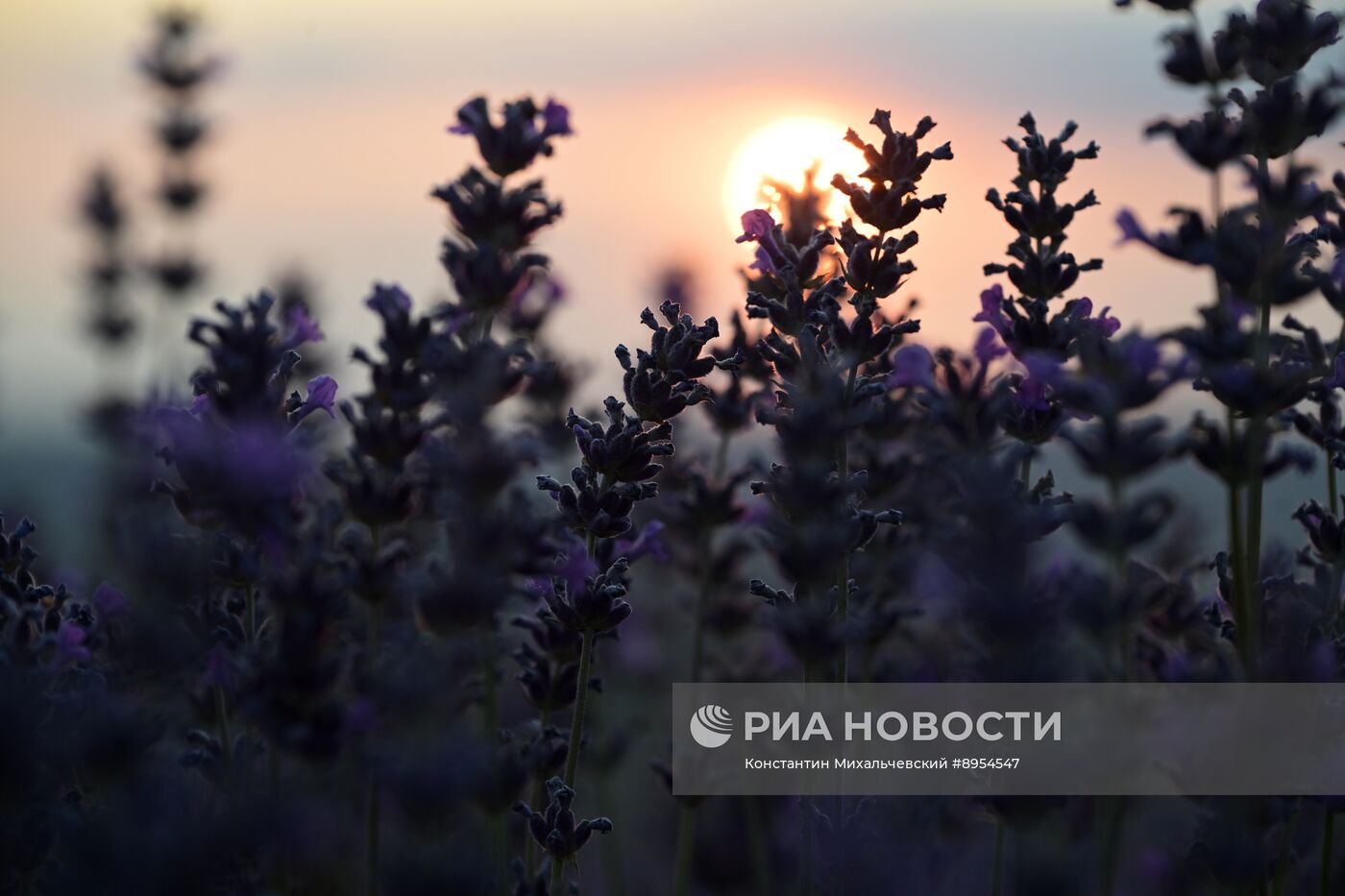 Лавандовые поля в Крыму