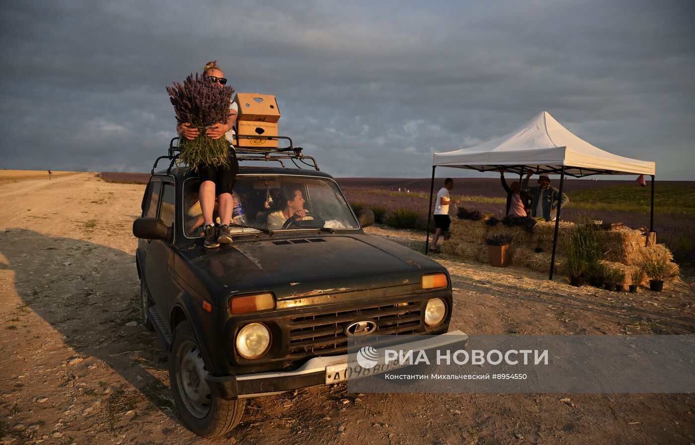 Лавандовые поля в Крыму