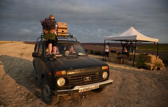 Лавандовые поля в Крыму