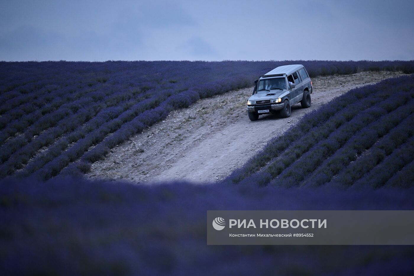 Лавандовые поля в Крыму