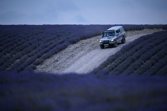 Лавандовые поля в Крыму