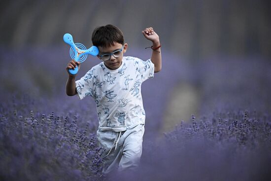 Лавандовые поля в Крыму