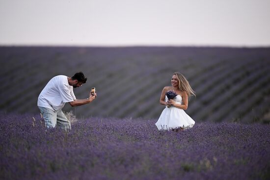 Лавандовые поля в Крыму