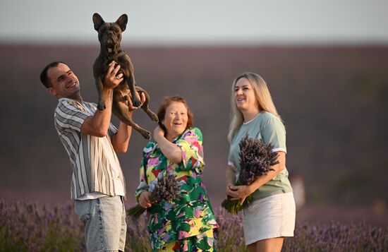 Лавандовые поля в Крыму