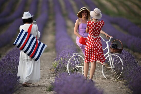 Лавандовые поля в Крыму