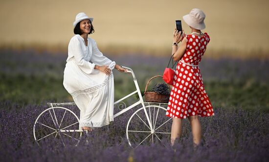 Лавандовые поля в Крыму