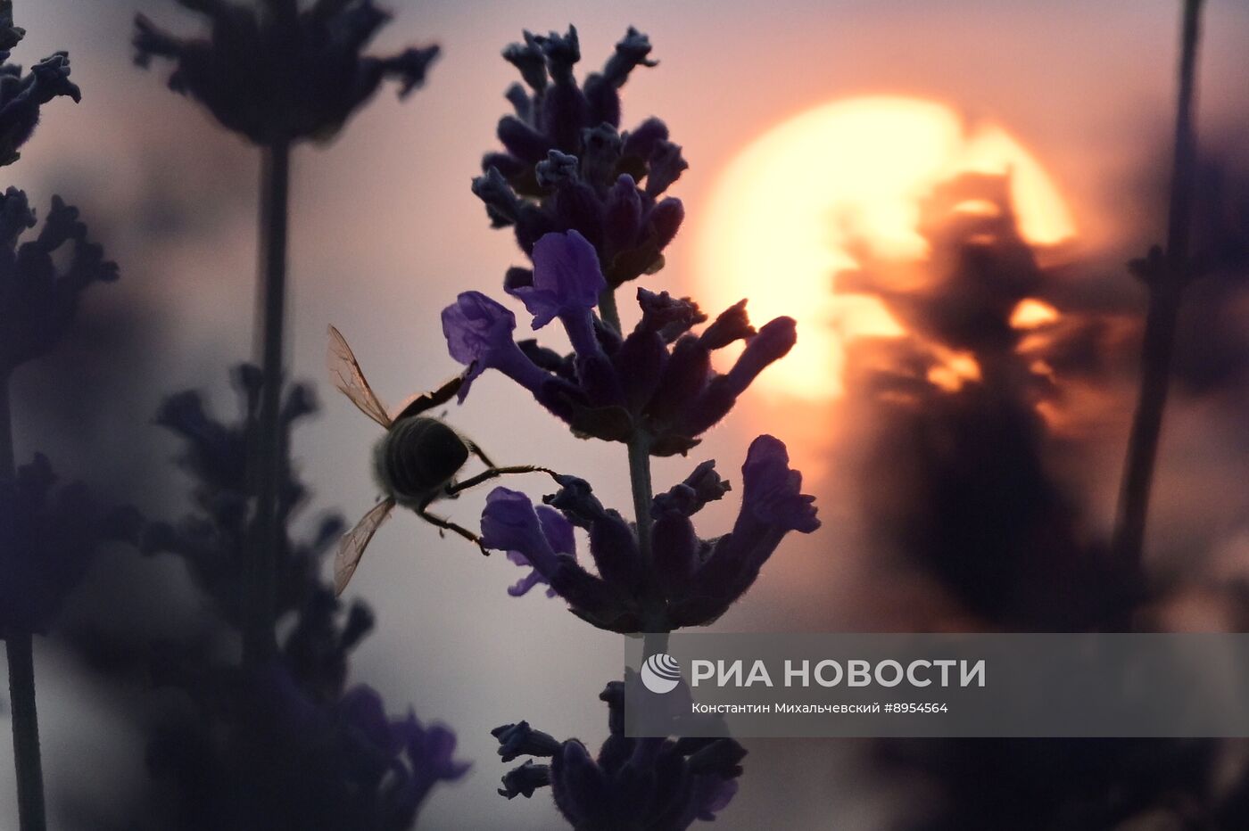 Лавандовые поля в Крыму