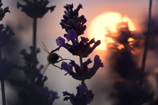 Лавандовые поля в Крыму