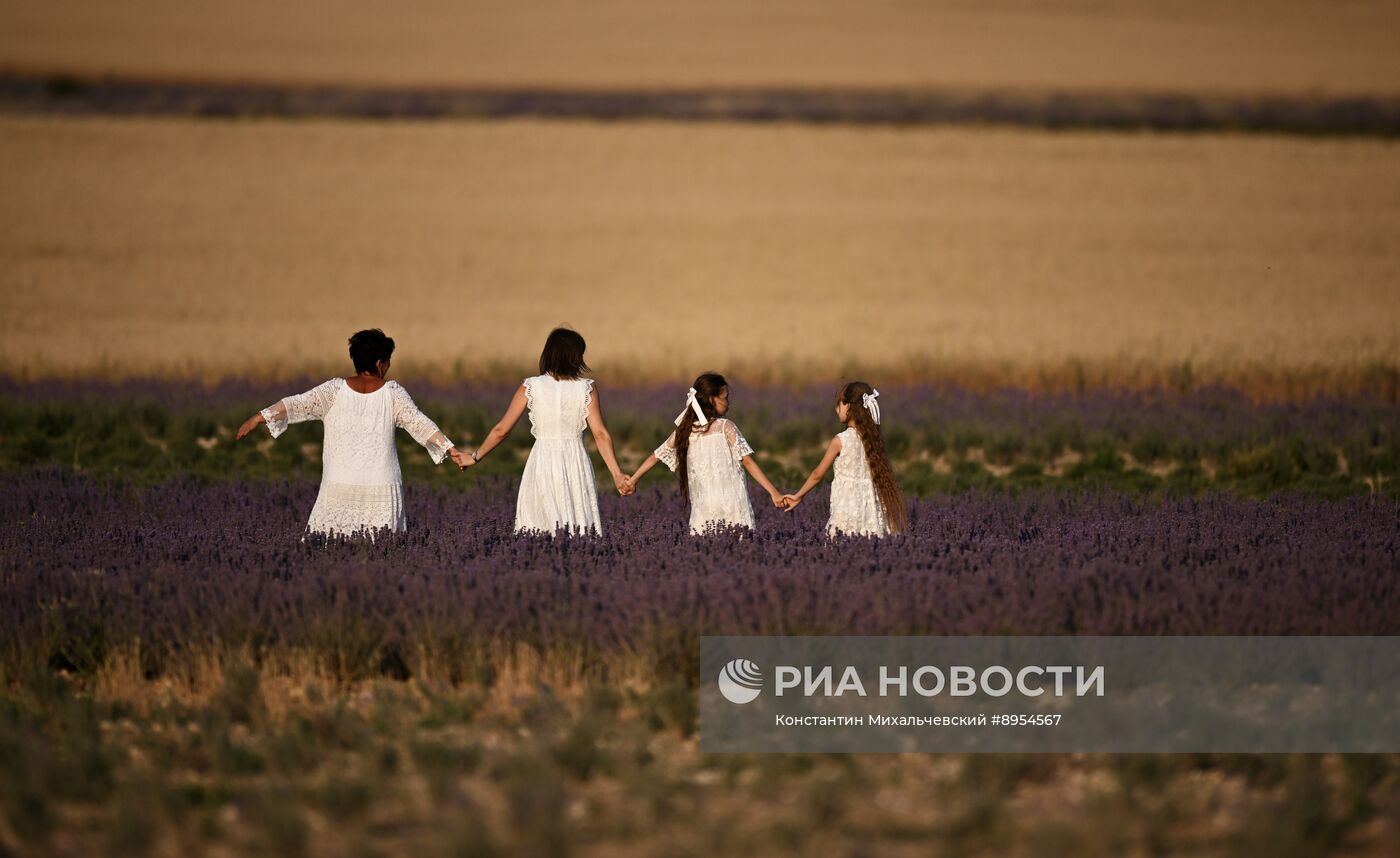 Лавандовые поля в Крыму