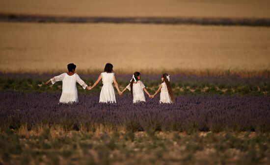 Лавандовые поля в Крыму