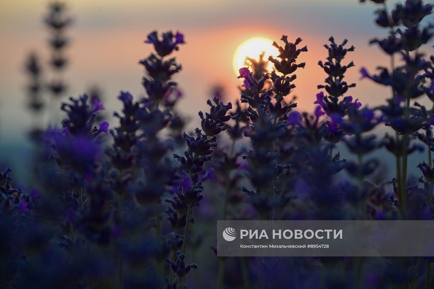 Лавандовые поля в Крыму